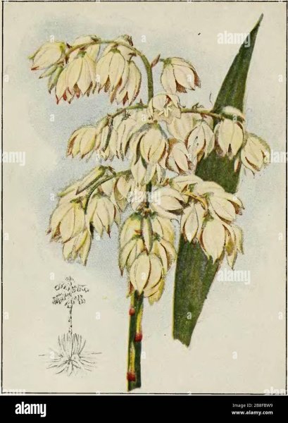 Юкка рисунок