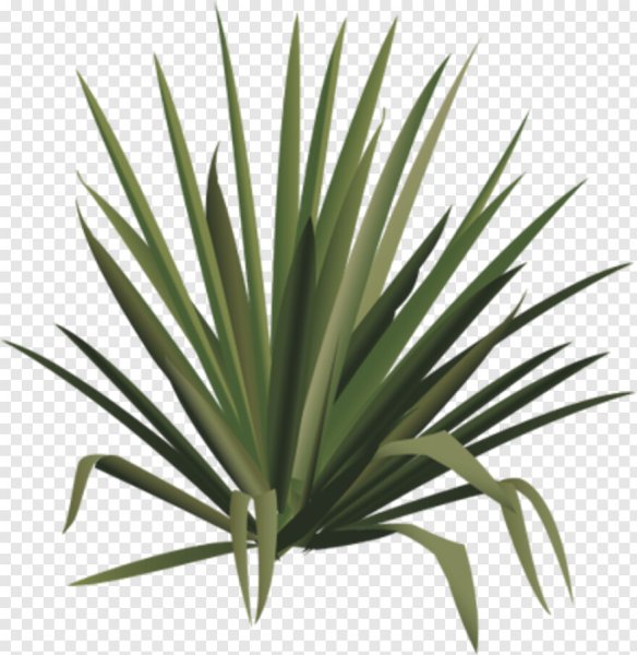 Юкка рисунок