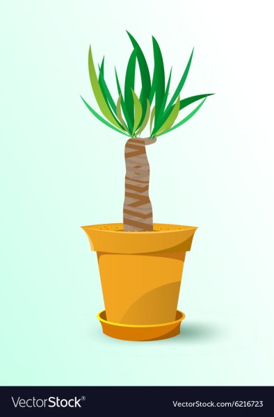 Юкка Ботанический рисунок