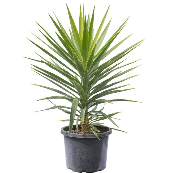 Юкка раскраска