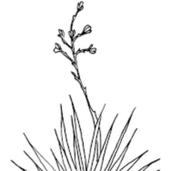 Ботанические иллюстрации Юкка