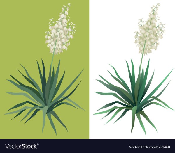 Цветок Юкка раскраска