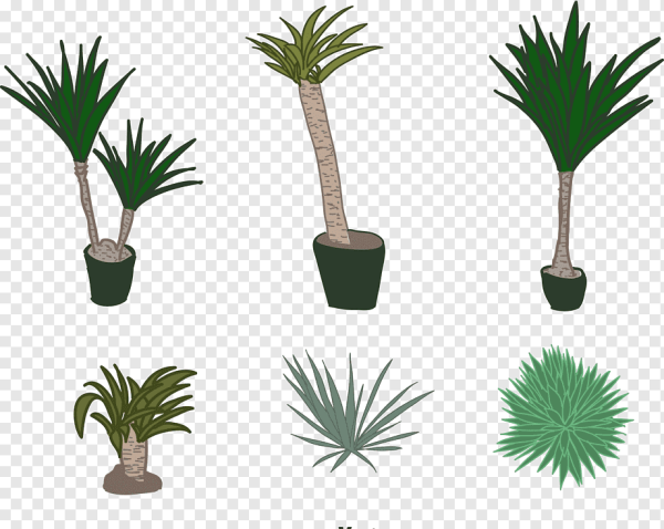 Цветок Юкка рисунок