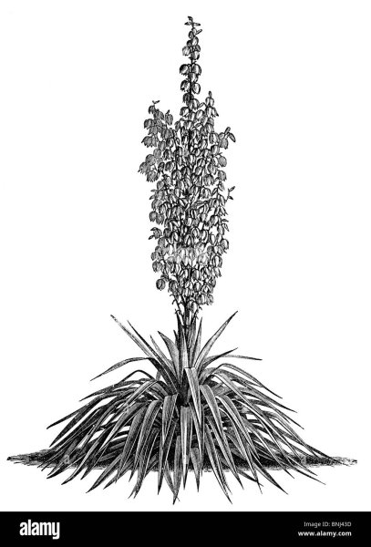 Юкка Шидигера вектор