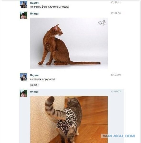 Киска прикол