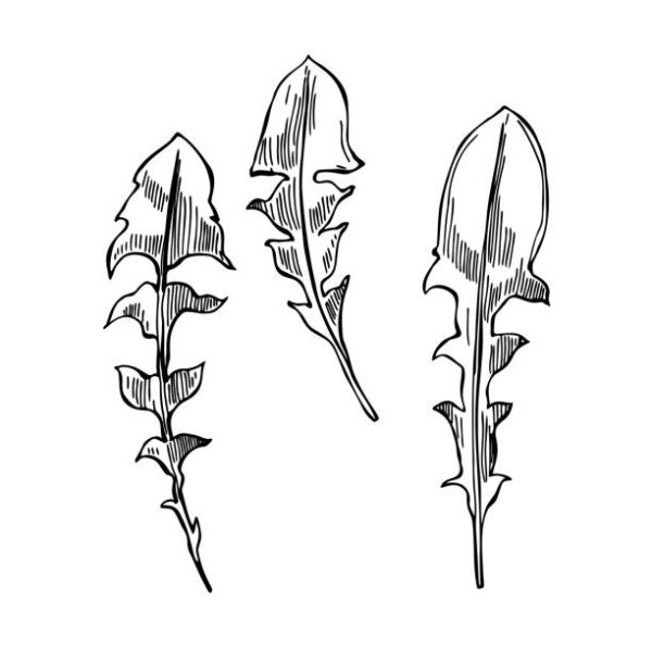 Лист одуванчика трафарет