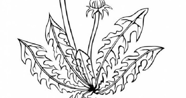 Одуванчик раскраска