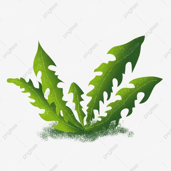 Лист одуванчика