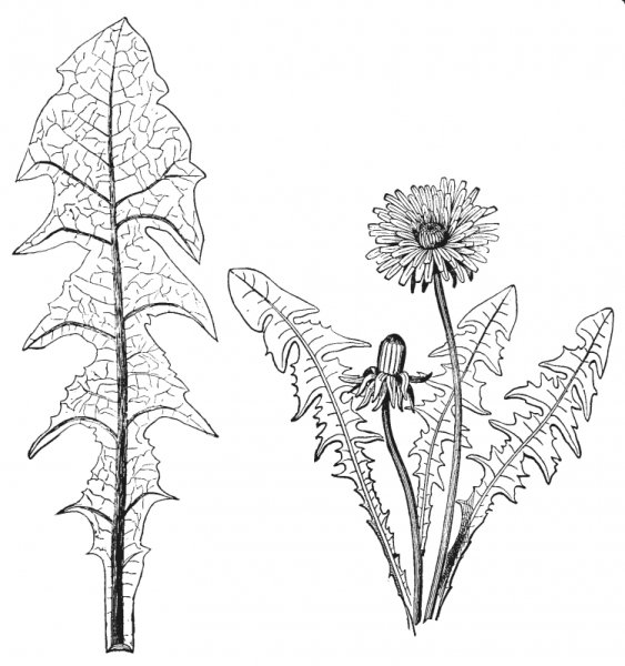 Лист одуванчика трафарет