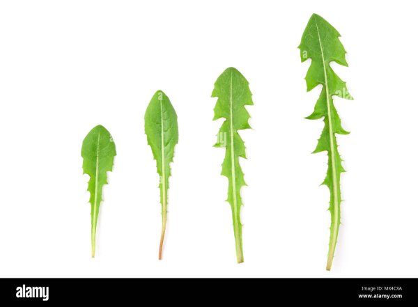 Рисунки листьев одуванчика