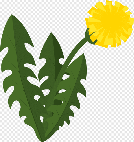 Одуванчик рисунок карандашом