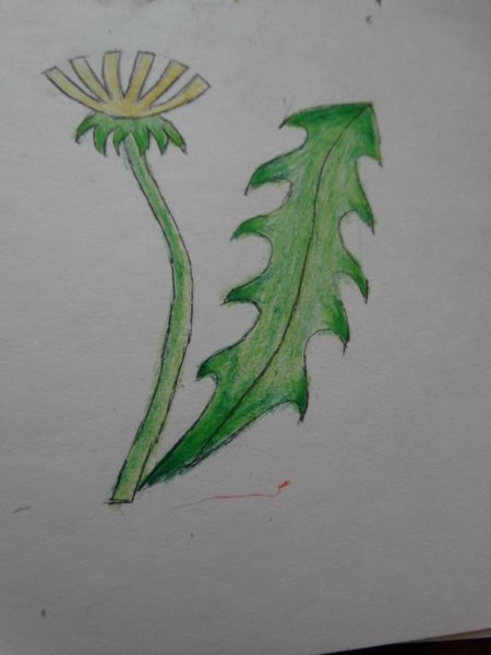 Рисунки листьев одуванчика