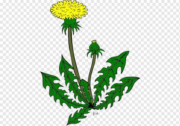 Одуванчик стебель и листья