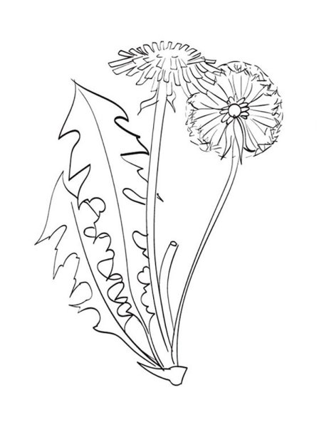 Лист одуванчика трафарет