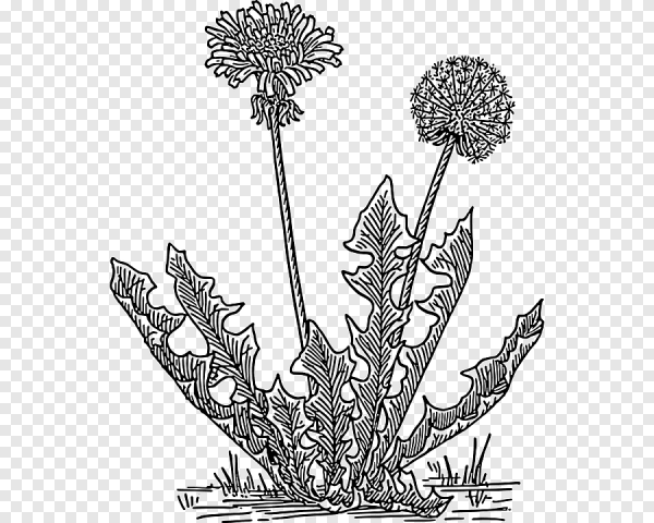 Лист одуванчика вектор