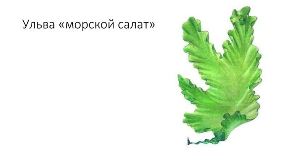 Таллом водоросли Ульва
