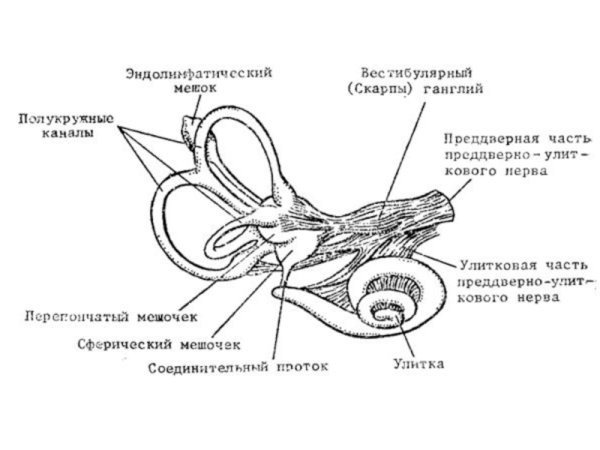 Строение вестибулярного аппарата схема