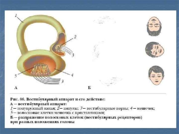 Вестибулярный аппарат рис 88