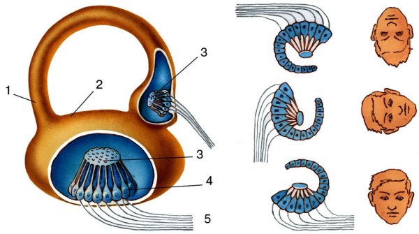 Строение вестибулярного аппарата