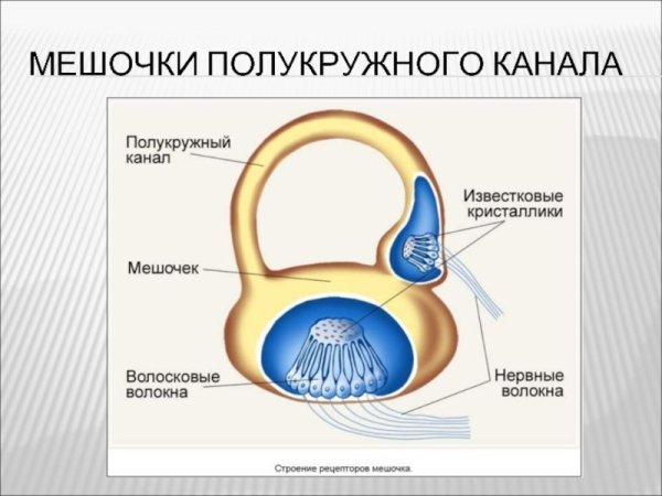 Мешочки вестибулярного анализатора
