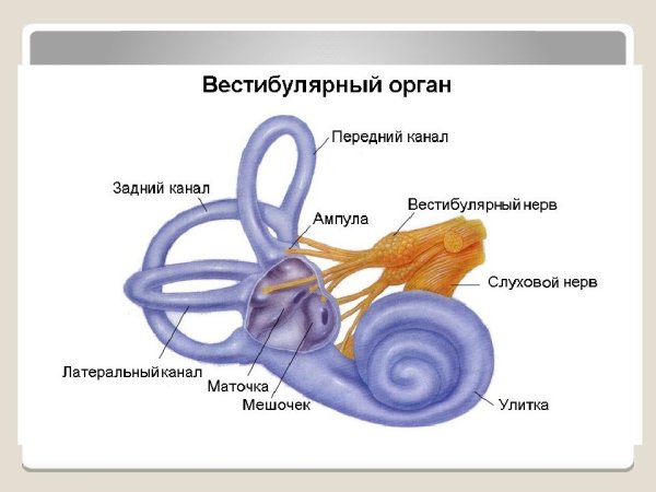 Вестибулярный анализатор внутреннее ухо