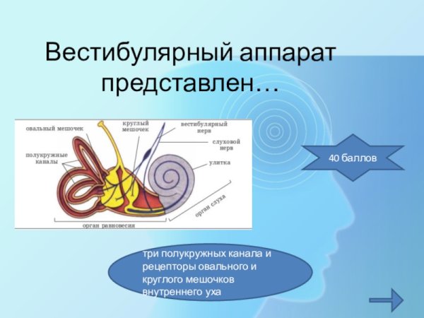 Анатомия вестибулярного аппарата человека