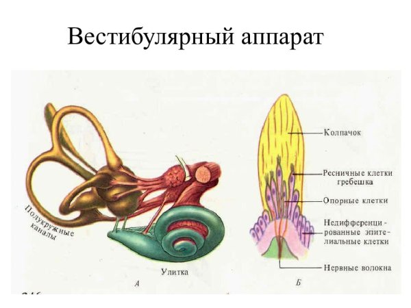 Вестибулярный анализатор строение и функции таблица