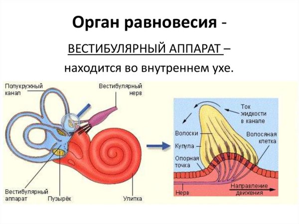 Строение внутреннего уха орган равновесия