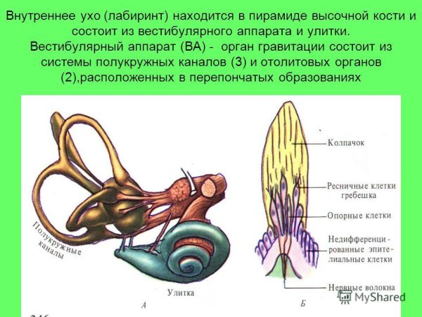Вестибулярный аппарат внутреннего уха