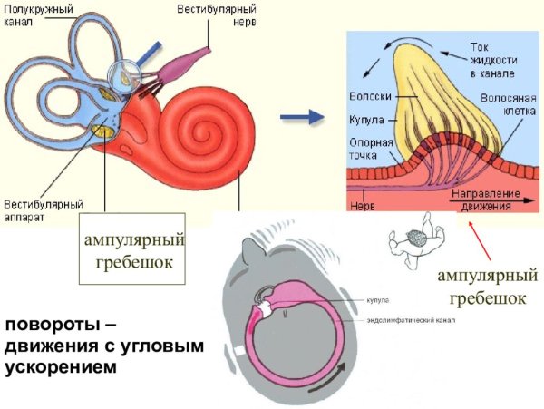 Гребешок вестибулярного аппарата