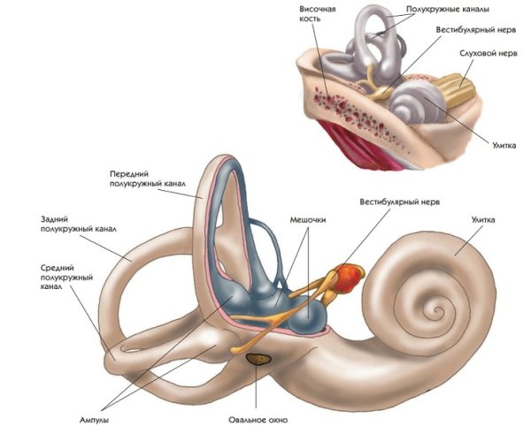 Вестибулярный аппарат внутреннего уха строение
