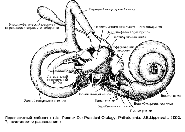 Строение вестибулярного аппарата