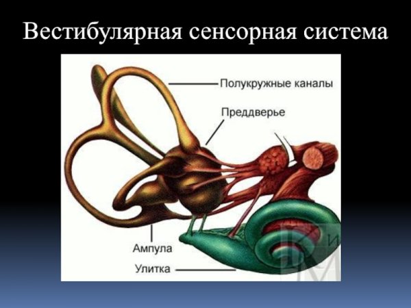 Сенсорная система вестибулярного аппарата