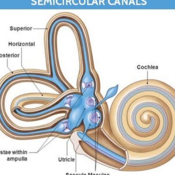 Внутреннее ухо полукружные каналы