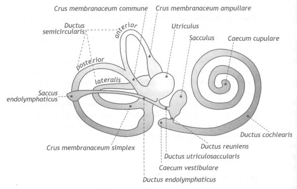 Перепончатый Лабиринт внутреннего уха схема