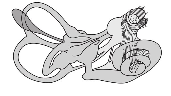 Вестибулярный аппарат у животных