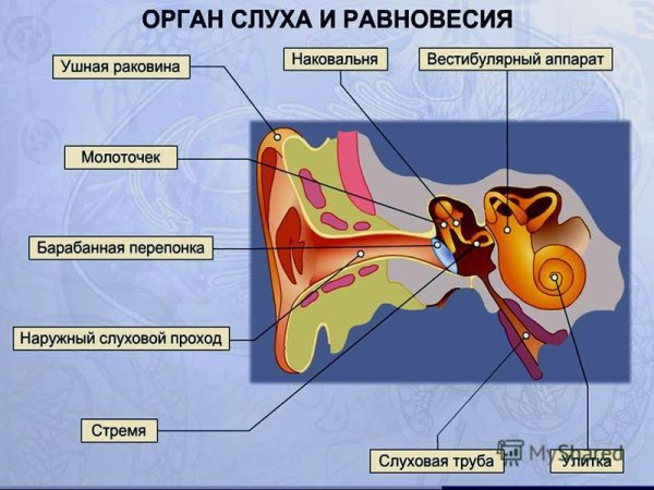Рецепторы слухового анализатора находятся