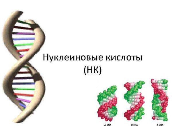 Нуклеиновые кислоты рисунок биология