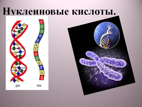Синтез нуклеиновых кислот