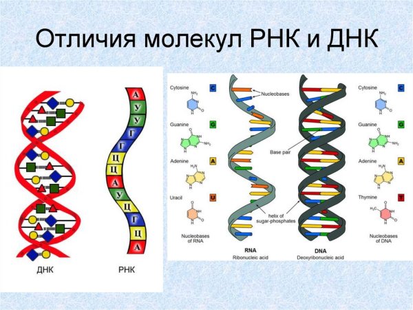 Схема строения ДНК И РНК