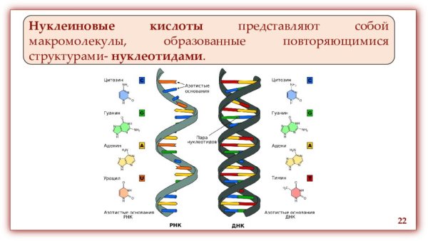 Схема строения нуклеиновых кислот
