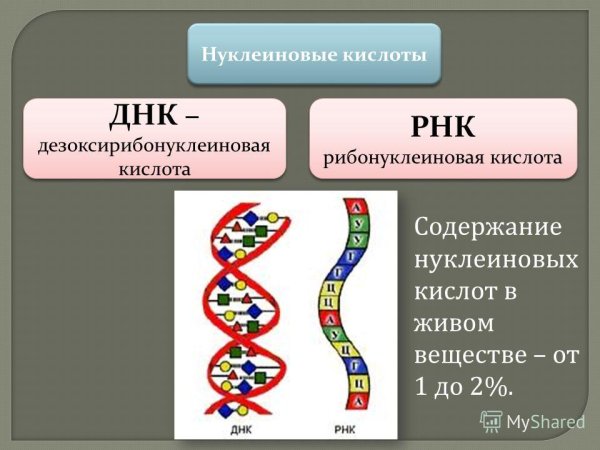 Нуклеиновые кислоты ДНК И РНК
