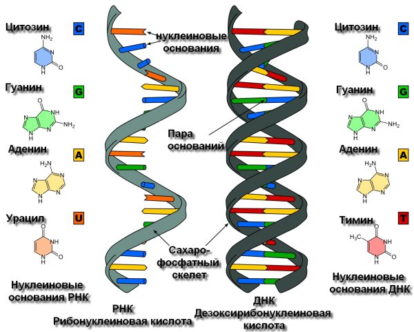 Состав и строение ДНК И РНК