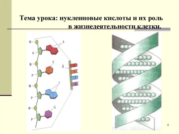 Нуклеиновые кислоты высокомолекулярные соединения