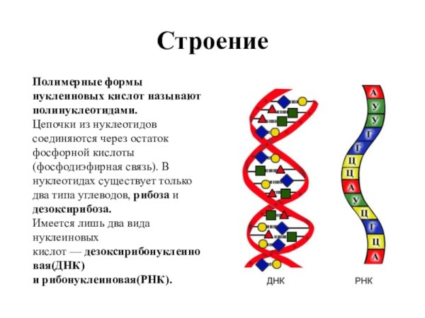 Дезоксирибонуклеи́новая кислота́ (ДНК)