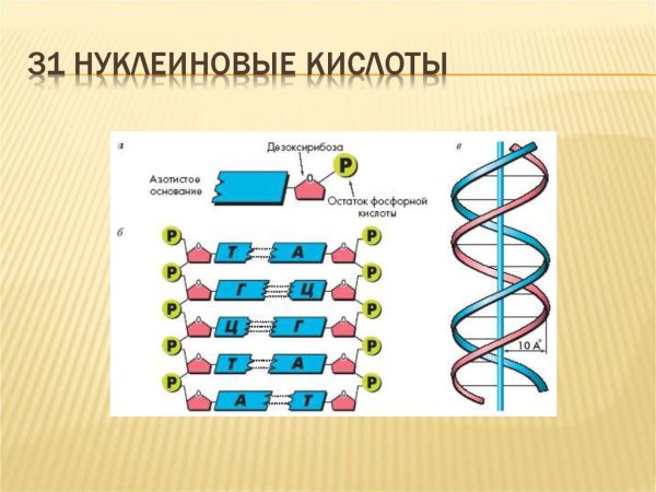 Нуклеиновая кислота РНК или ДНК