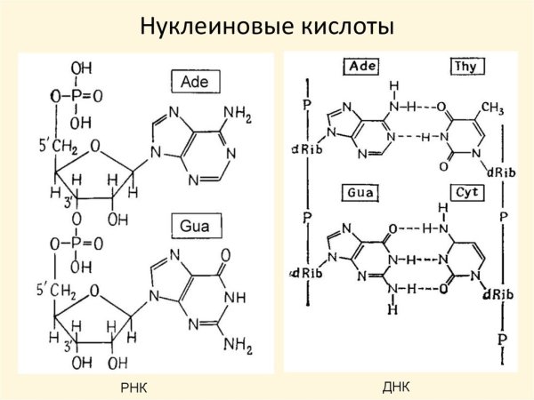 Структура молекулы ДНК И РНК
