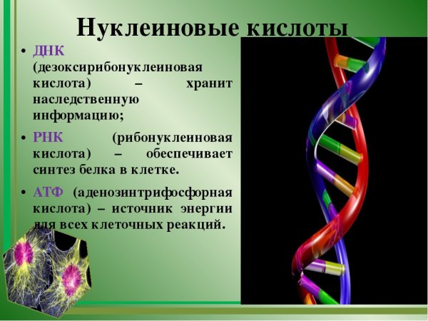 Первичная структура нуклеиновых кислот