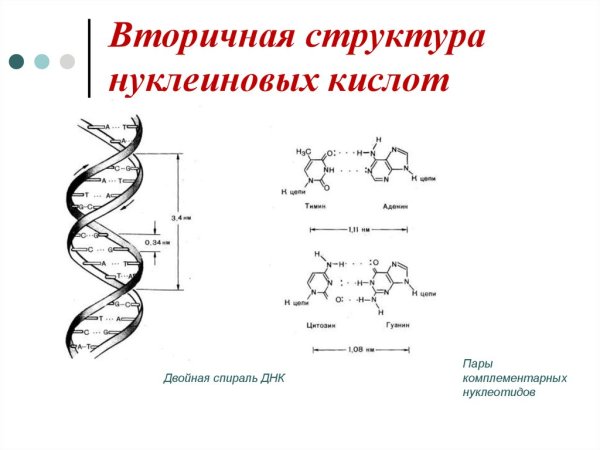 Нуклеиновые кислоты двойная спираль