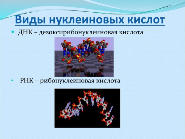 Схема химического строения ДНК